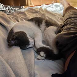 Die Katze scheint sich hier vollzufühlen