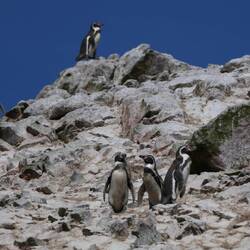 Humboldt-Pinguine über Humboldt-Pinguine