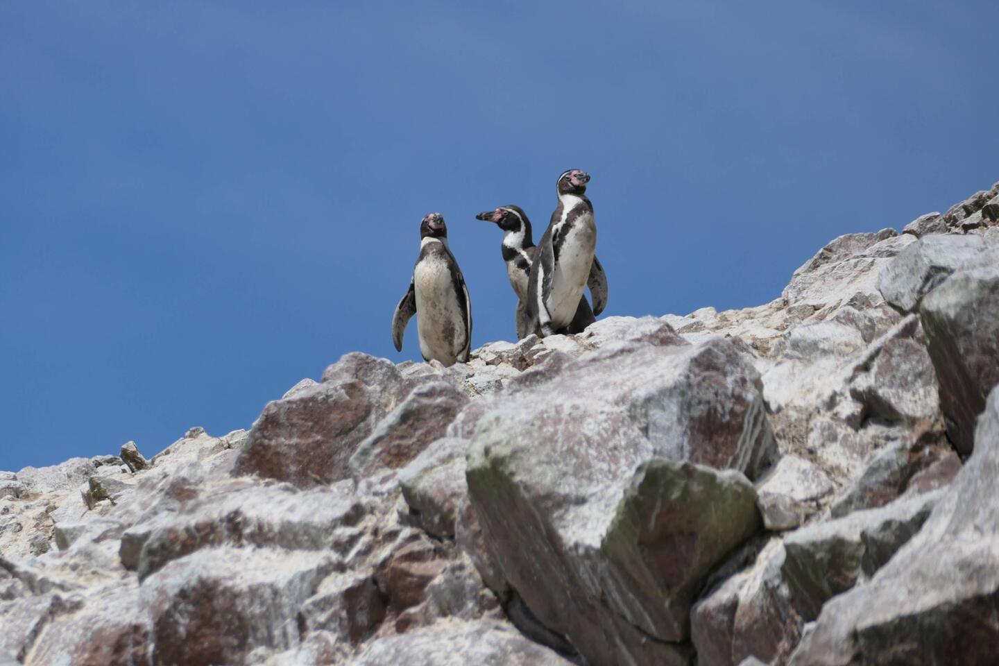 Schick sehen sie aus!