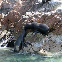 Erinnert an die Szene bei König der (See-)Löwen