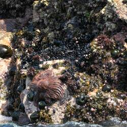 Rote Seesterne krallen sich an die Steine