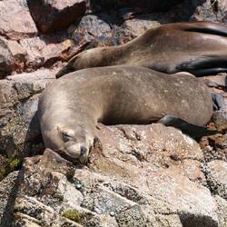 Scheint noch müder als wir zu sein