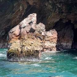 Wir sehen direkt unsere ersten Seelöwen