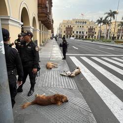 Polizeihunde oder Straßenhunde, wir sind uns nicht ganz sicher