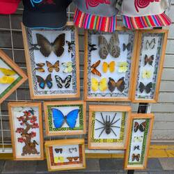 Auf dem Markt gibt es einen Vorgeschmack auf unsere Zeit im Amazonas