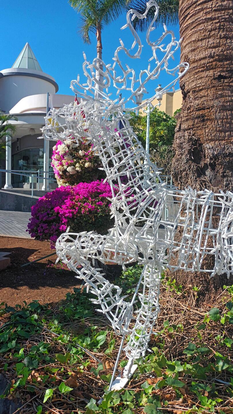 Bet you haven't seen bougainvillaea with a reindeer before:)