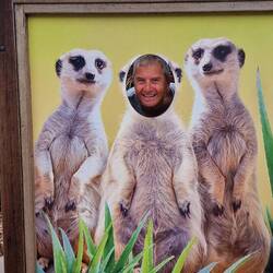 ...aha Erdmännchen und noch ein Männchen😃