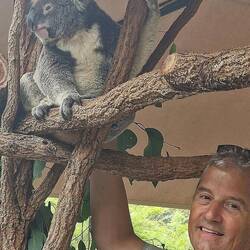 Koalas...einfach härzig