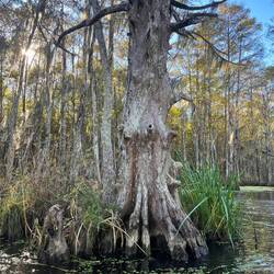Estimated 800-1000 year old bald cypress