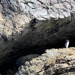 .... ein zwei Gelbaugenpinguine