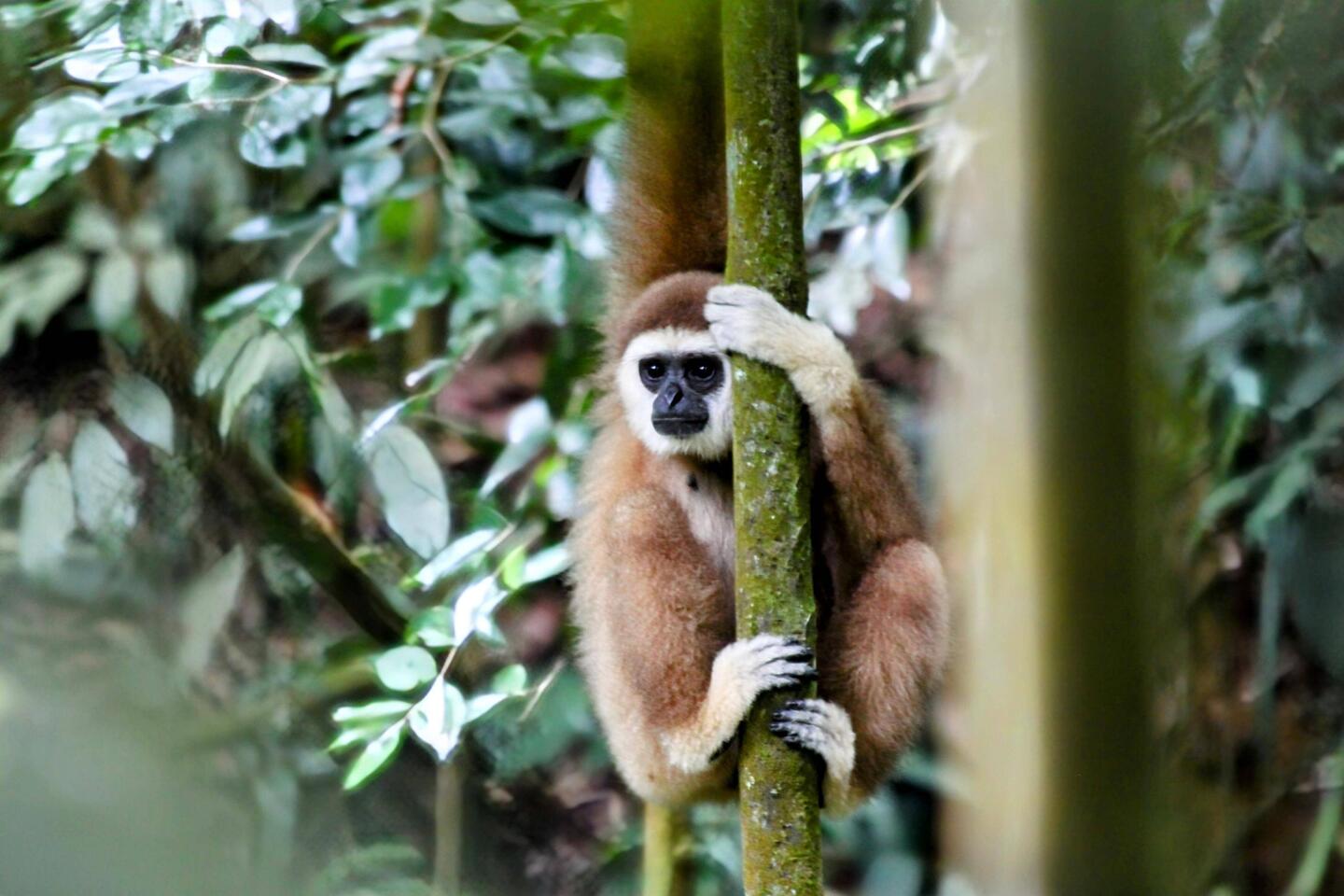 Weißhandgibbon