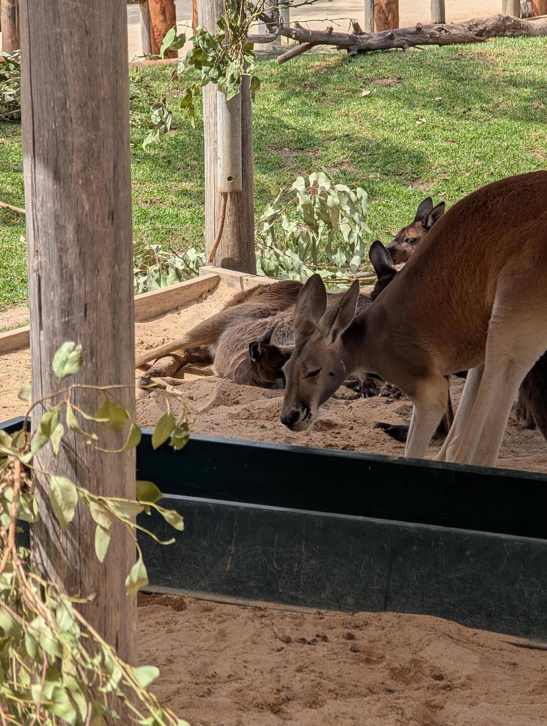 Kind of hard to see but there's a Joey in the pouch
