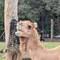 Australia exports camels to Dubai. Who knew?...
