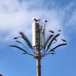 Hier Störche fühlen sich hier wohl.