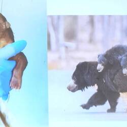 Links:frisch Geborener Bär / rechts Mama mit 2 Kindern