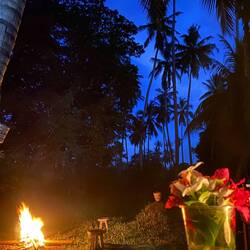 Blaue Stunde im Jozani Forest :)