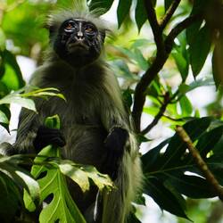 world wildlife photo of the year?