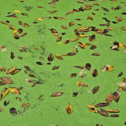 Leaves on top of the duckweed covered water