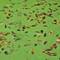 Leaves on top of the duckweed covered water