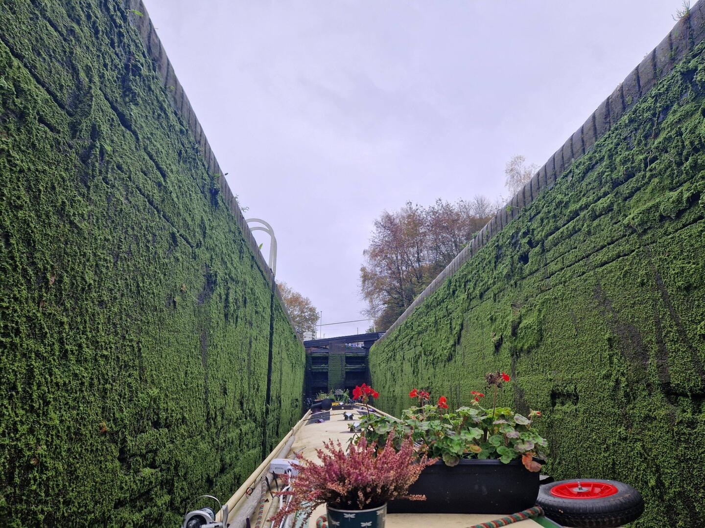 Lock walls covered in duckweed