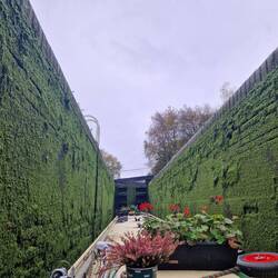 Lock walls covered in duckweed
