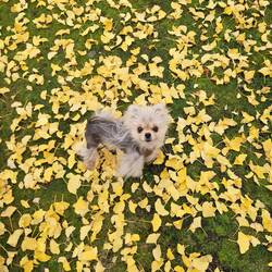 Found some leaves for Leo to blend in with