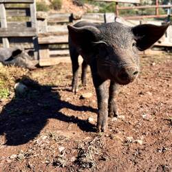 ..diesem Inspektor besonders gut gefallen dürfte!