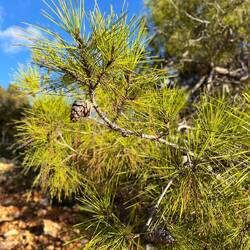.. ich meine Aufmerksamkeit auf die schönen Nadeln der Aleppo-Kiefer.