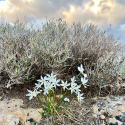 ..und Blumen mit dem klingenden Namen Milchweißer Mannsschild.