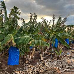 Deutlich näher am Meeresspiegel, finden sich Bananenplantagen..