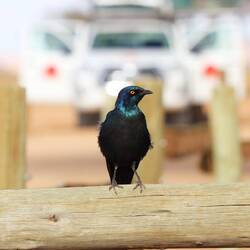 Schaut immer ang'fressen drein.