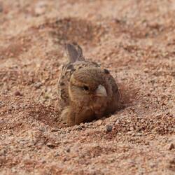 Hat sich in den Sand gebuddelt.