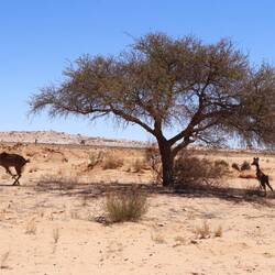Impalas auf der Flucht