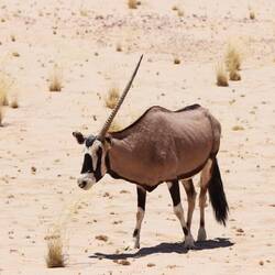 Einhorn-Oryx