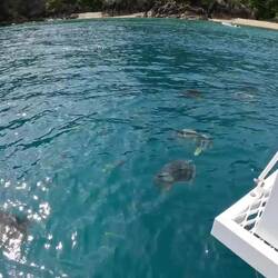 Watch full video to see above & below water views of our curious, fishy friends