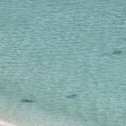 From the lookout we could see a group (aka: a 'squadron') of manta rays swimming around.