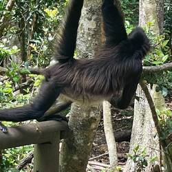 Spidermonkey