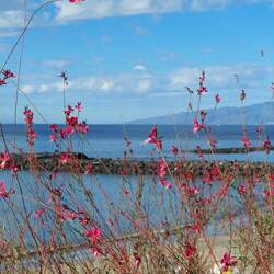 Gaura-not seen these outside UK before