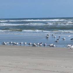 Mustang Island SP Beach