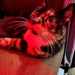 The princess serving night duty at the helm