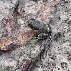 Gulf toad or so I think