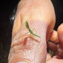 Eine Gottesanbeterin