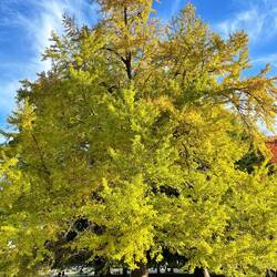 Ginkgo Baum