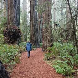 Into California and straight to these coastal redwood beauties; Simpson-Reed Grove