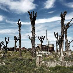 Dead trees. Like hands coming out of the ground trying to reach the sky.