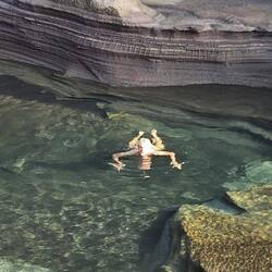 Ich als Schildkröte