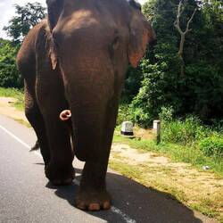 Elefant beim Spaziergang 😍