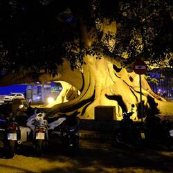 Würgefeigenbaum in Cadiz