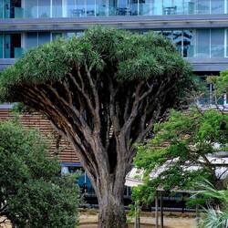 Drachenbaum? im Parque Genoves vor dem Parador