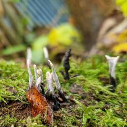 We thought Candlesnuff was a really appropriate name!